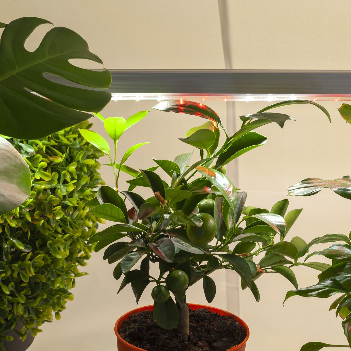 Светильник для растений ЭРА FITO-14W-T5-Ra90 Б0049312 УЦ