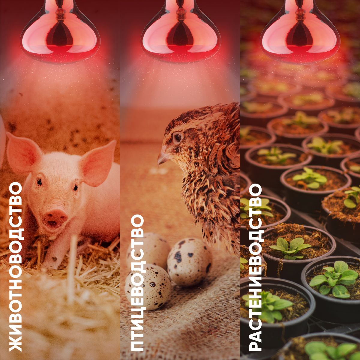 Инфракрасная лампа для обогрева животных и освещения Эра ИКЗК 220-250 R127 Б0055442