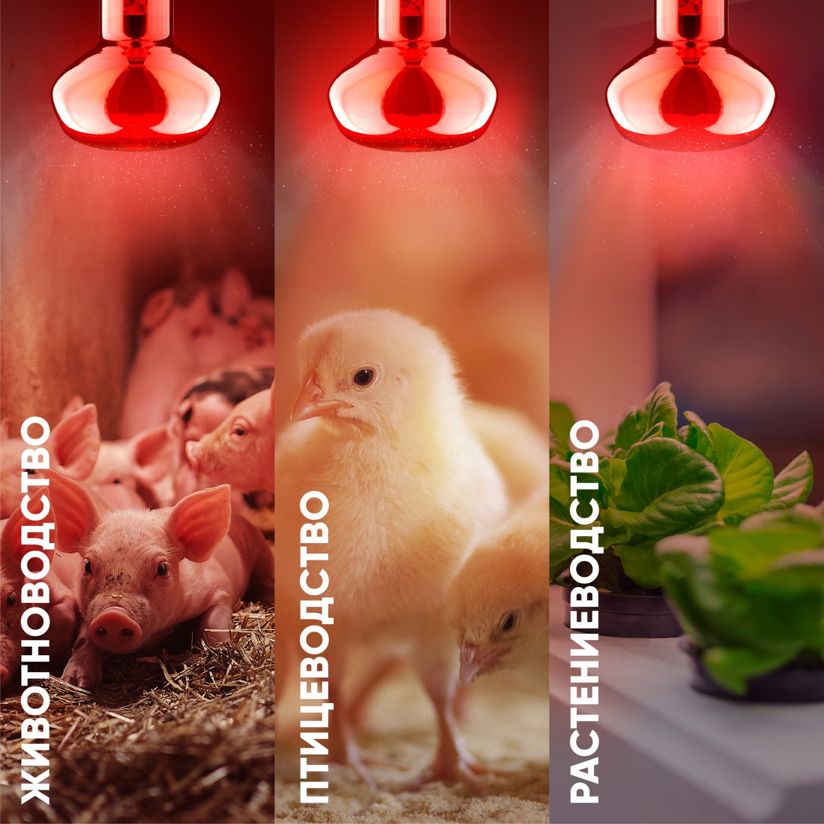 Инфракрасная лампа для обогрева животных Эра ИКЗК 230-60 R63 Е27 Б0057281