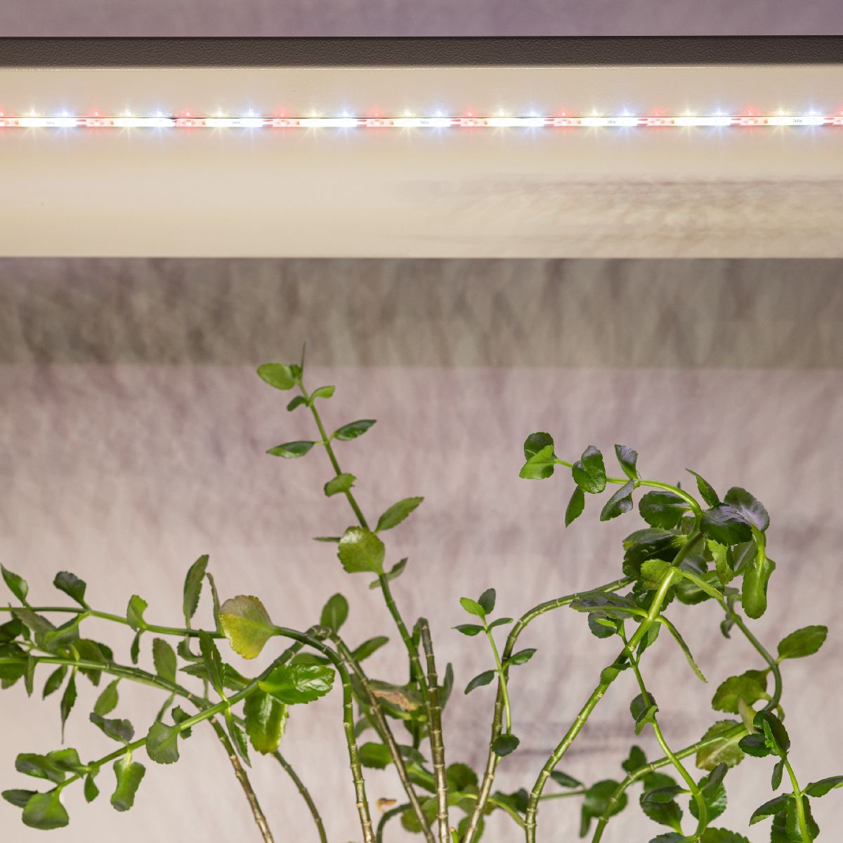 Светодиодная лента для растений Эра FITO-Strip Light-Rа90-27W-3m-12V-IP65 4000K Б0064597