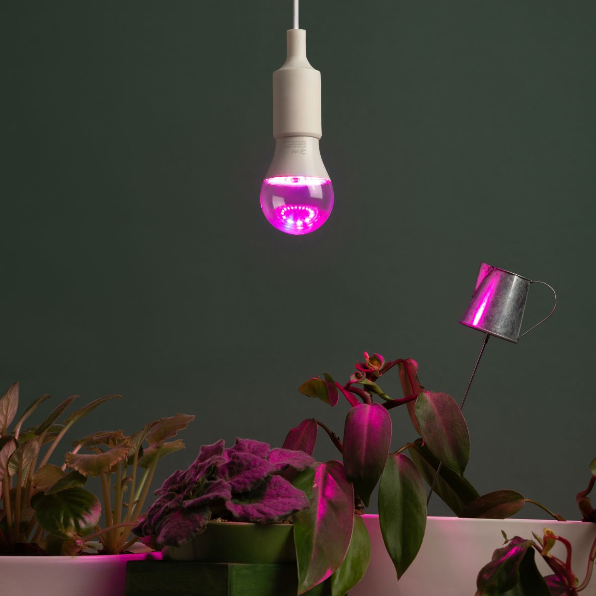 Светодиодная фитолампа для растений Эра ФИТО A60-15W-PL-E27-GR Б0064548