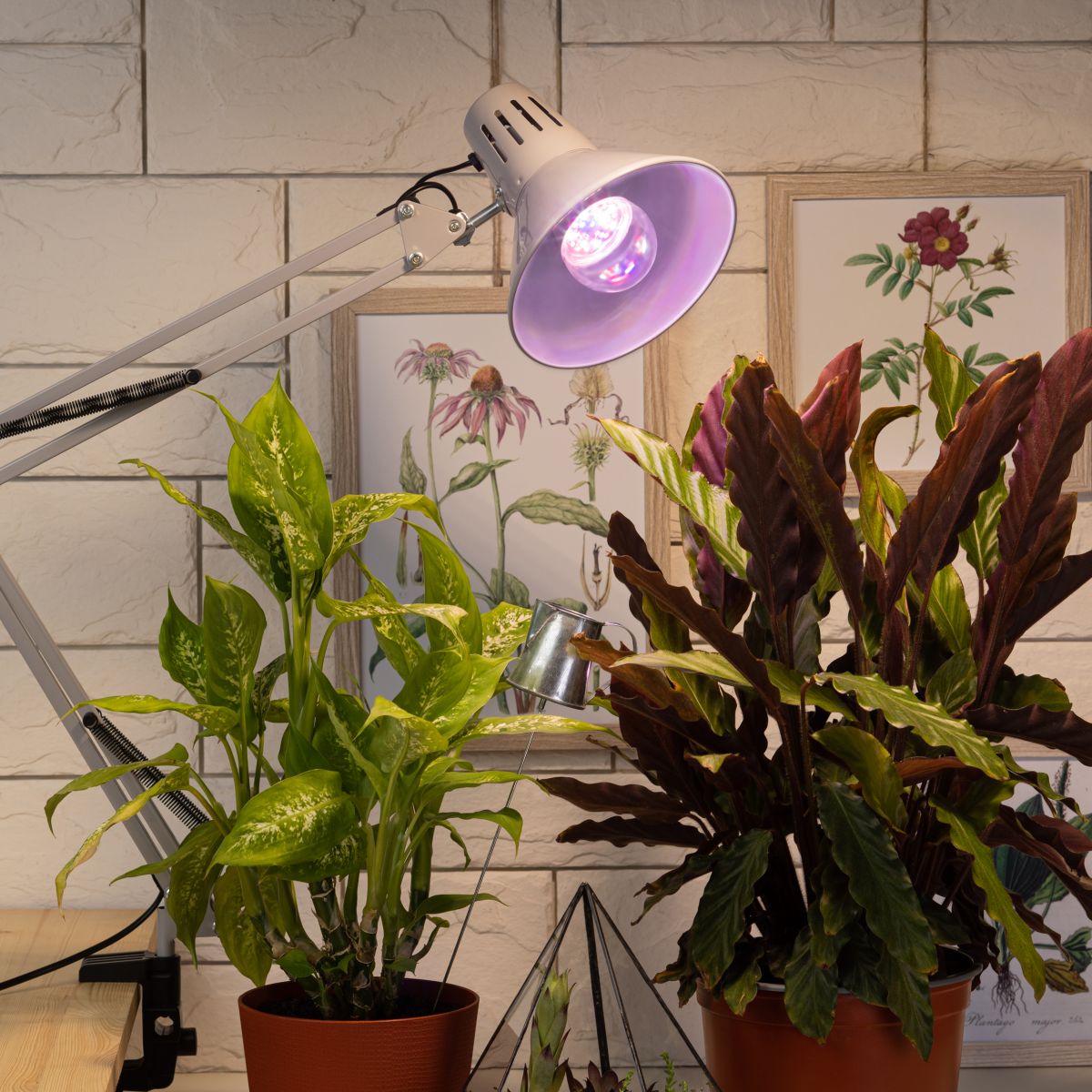 Фитолампа для растений Эра FITO-11W-Ra90-E27 Б0050603