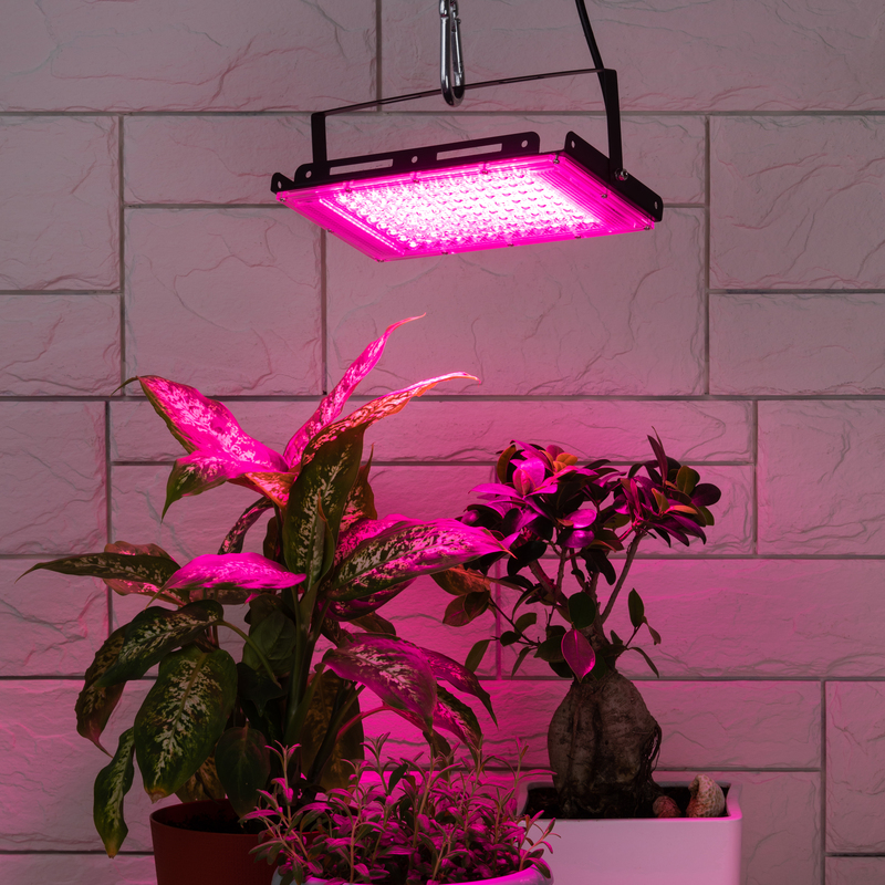 Фитопрожектор для растений Эра FITO-80W-RB-LED-Y Б0053082