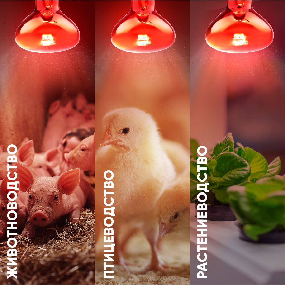 Инфракрасная лампа для обогрева животных и освещения Эра ИКЗК 230-100 R95 E27 Б0064638