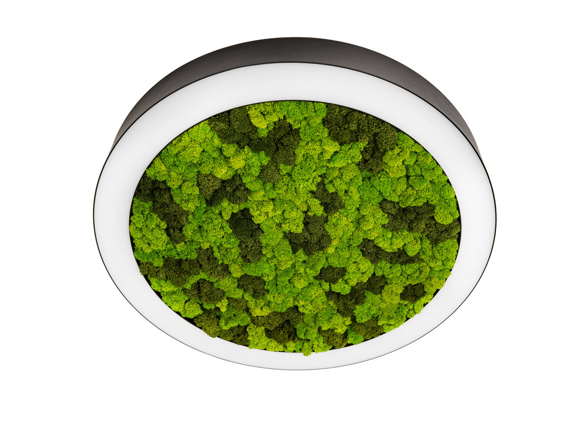 Потолочная люстра Donolux Aura Moss DL800C72WW Moss Black