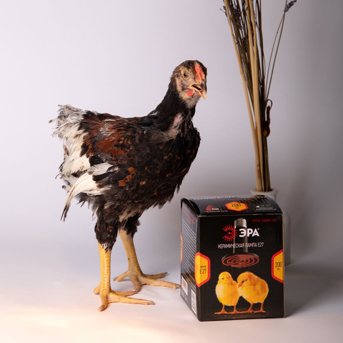 Инфракрасная лампа для брудера, рептилий Эра CeramiHeat FITO-50W-НQ Б0052714