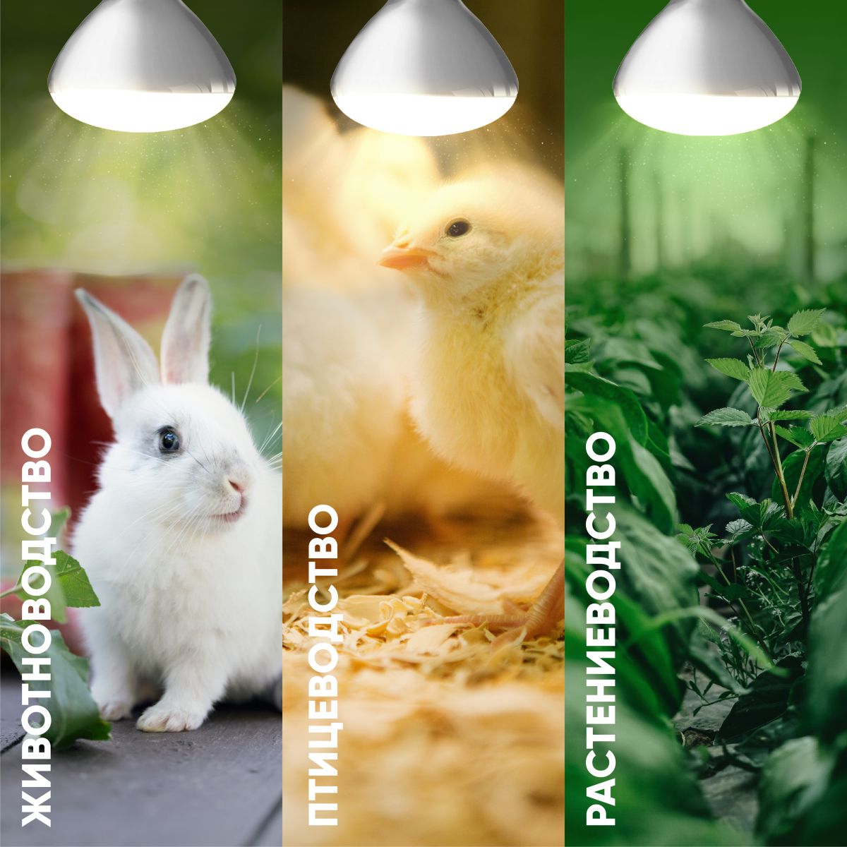 Инфракрасная лампа для обогрева животных и освещения Эра ИКЗ 220-250 R127 E27 Б0055440