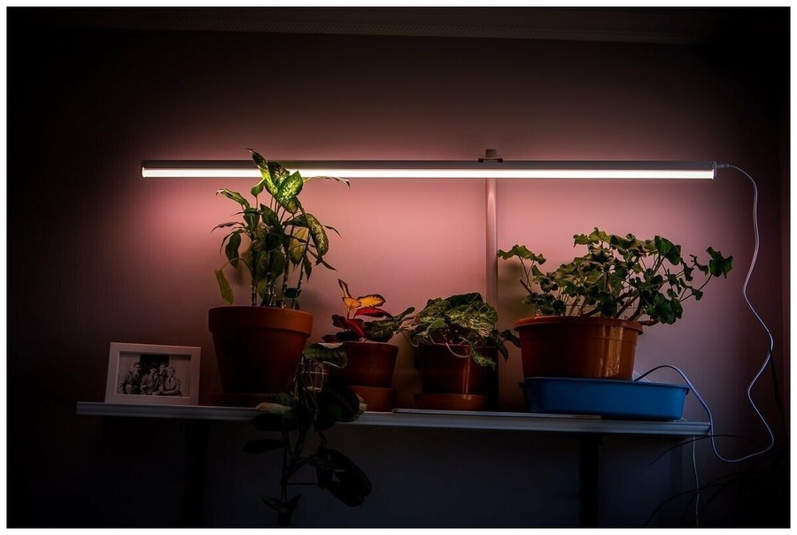 Как обеспечить грамотное освещение растений в зимнем саду или теплице